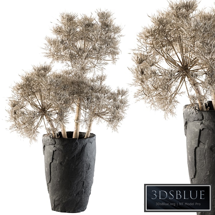 Dry plants 32 - Dried Plant