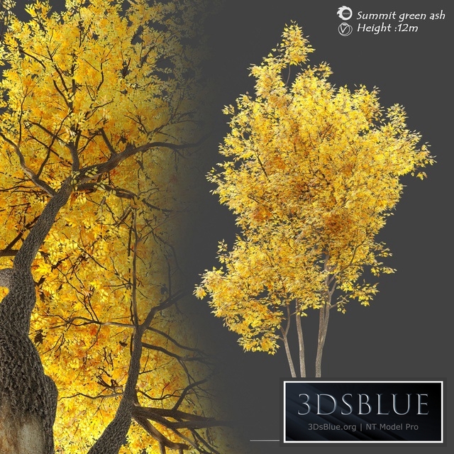 Autumn summit green ash (Fraxinus pennsylvanica Summit)