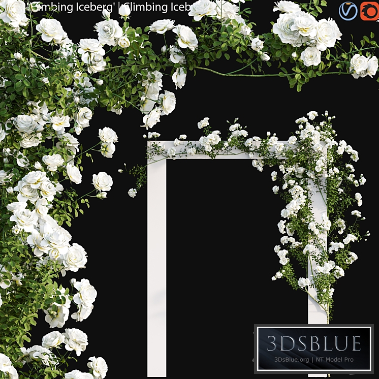 Climbing Iceberg Rose 01