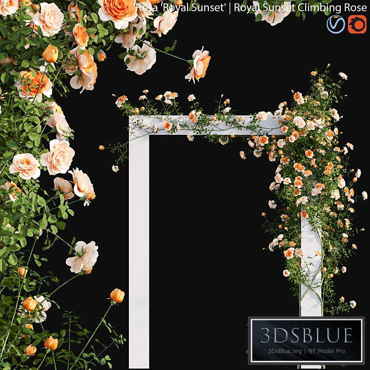 Royal Sunset Climbing Rose 01