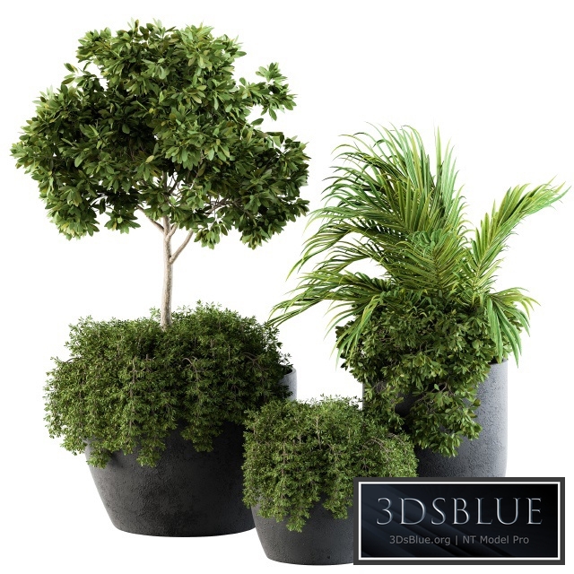 Outdoor Plants Broadleaf - Set 81
