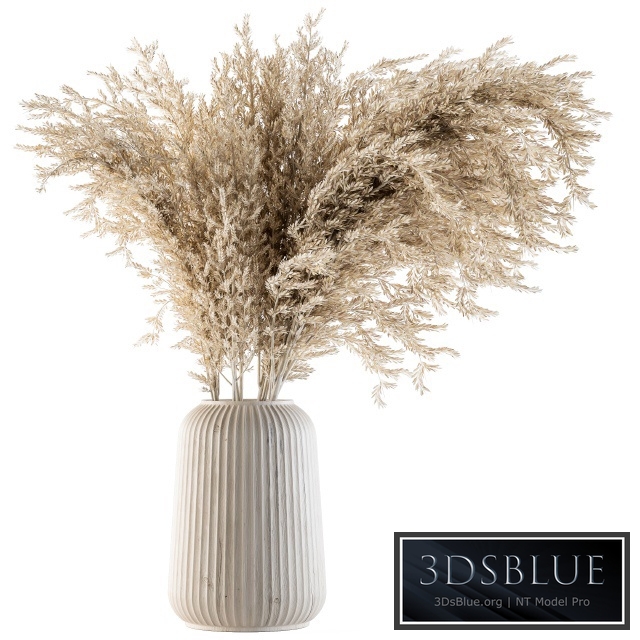 Dry plants 36 - Dried Plant Pampas