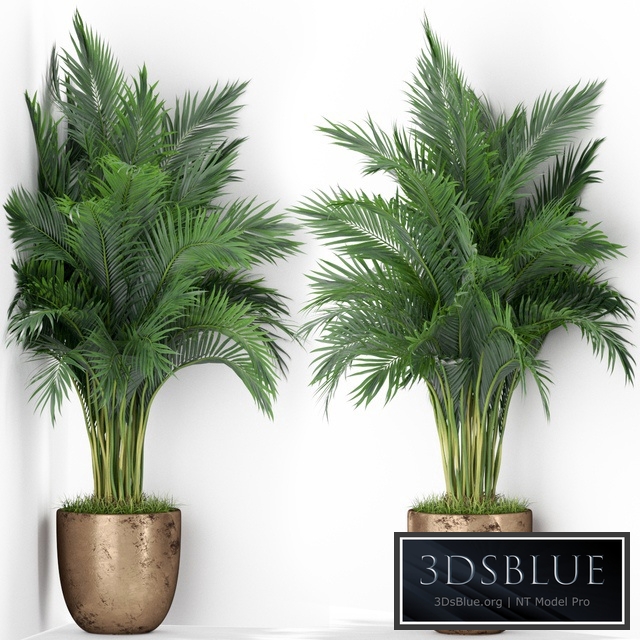 Plants collection 386