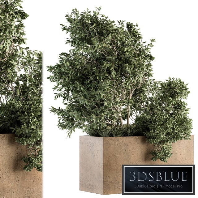 Outdoor Plants Olive - Set 82