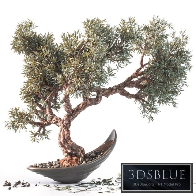 Household olive plant