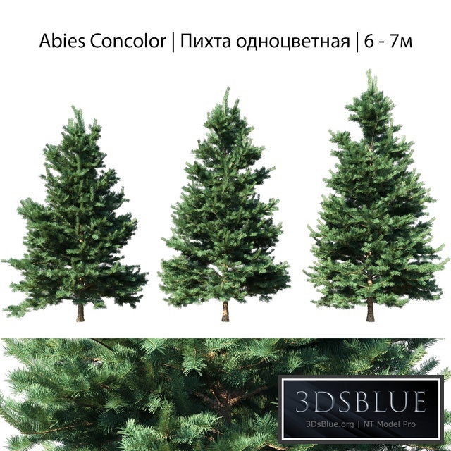 Abies Concolor 6 - 7m