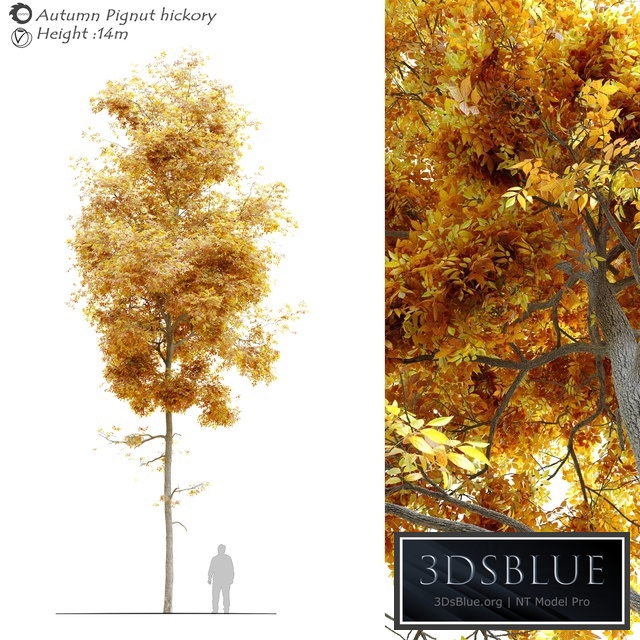 Autumn carya glabra (pignut hickory)