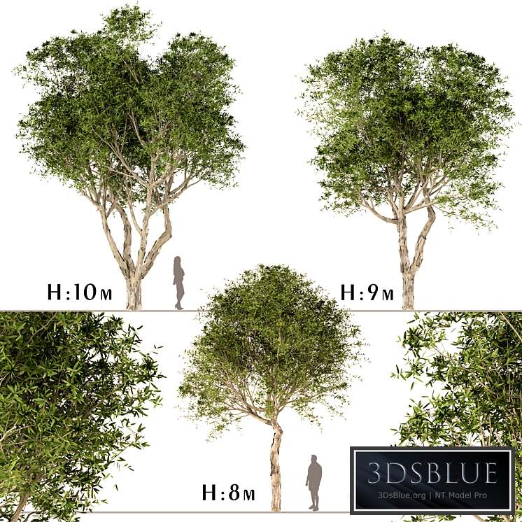 Set of Broad Leaved Paperbark Trees (Melaleuca Quinquenervia) (3 Trees)