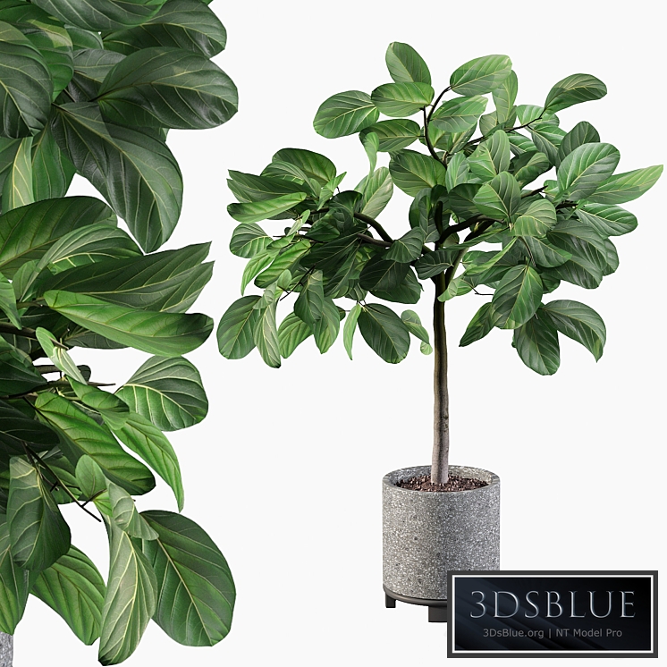 Plants collection 074 - ficus benghalensis