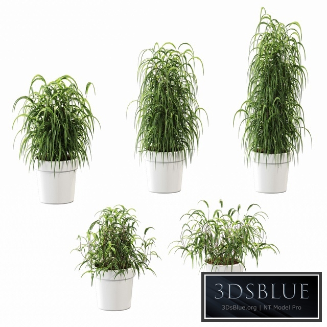 Plant in the pot. 5 models