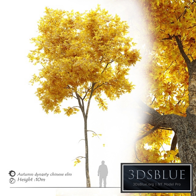 Autumn Ulmus parvifolia dynasty (Dynasty chinese elm)