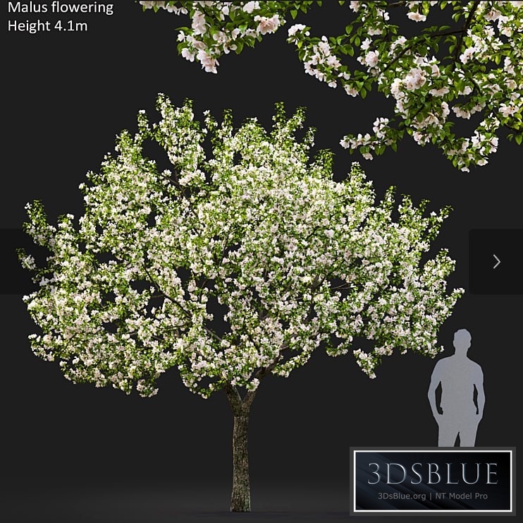 Malus flowering # 5