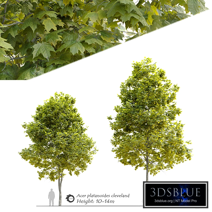 Acer platanoides Cleveland