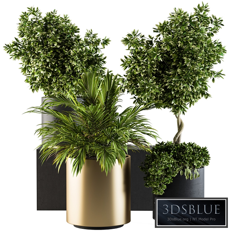 indoor Plant Set 90 - Black and Gold