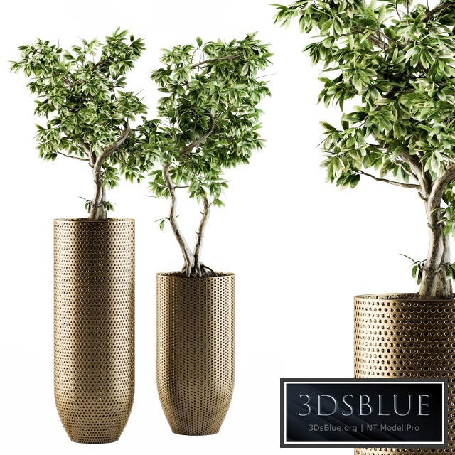 indoor Plant Set 91 - bonsai ficus benjamina