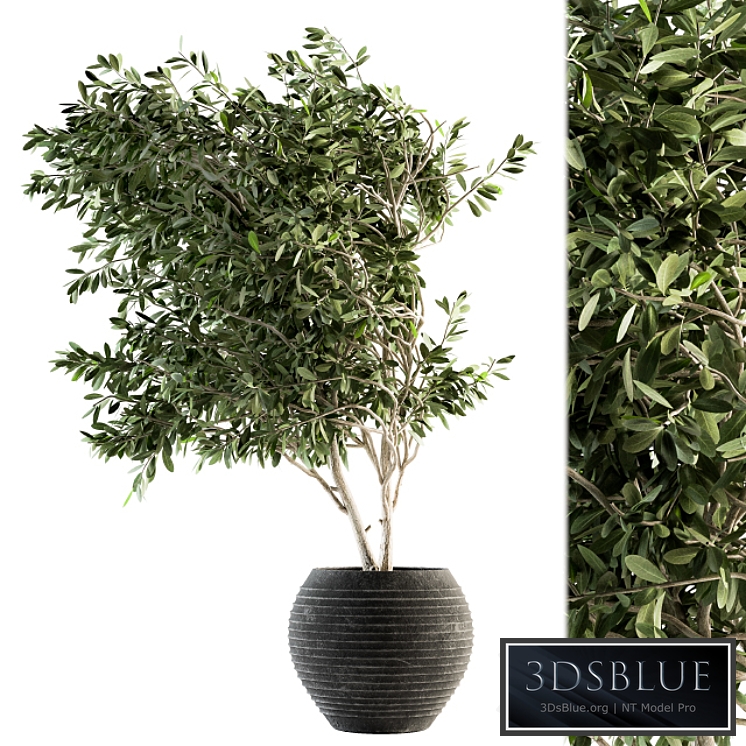 indoor Plant Set 87 - olive