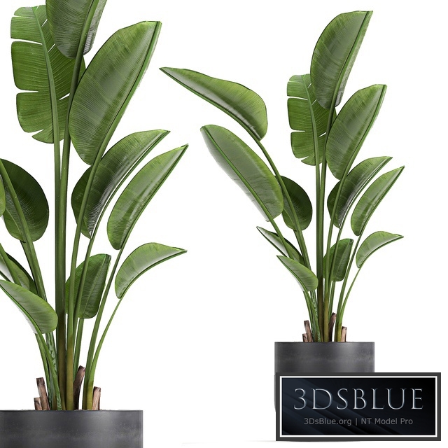 Plant Strelitzia 723. Banana, black pot, flowerpot, indoor plants, interior, decorative, loft, design