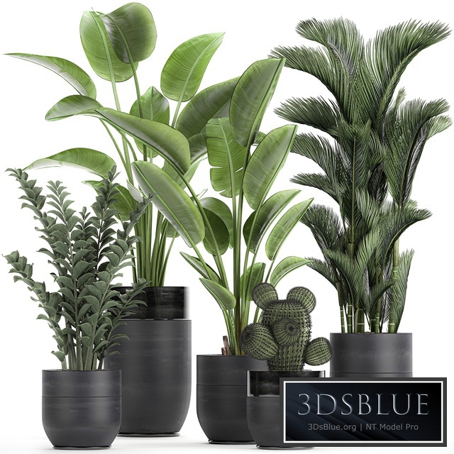 Plant collection 724. Banana, strelitzia, dipsis, palm tree, cactus, Zamioculcas, bush, flower, lux flowerpot