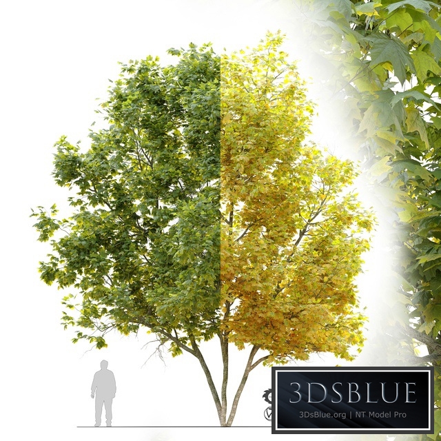 Acer platanoides (Norway maple)