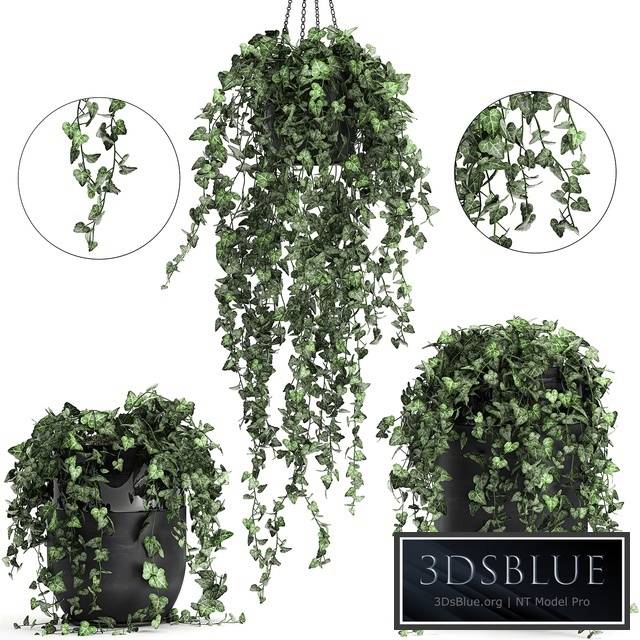 Plant collection 725. Ivy, climbing plants, pot, suspension, Vilitsa, Hedera