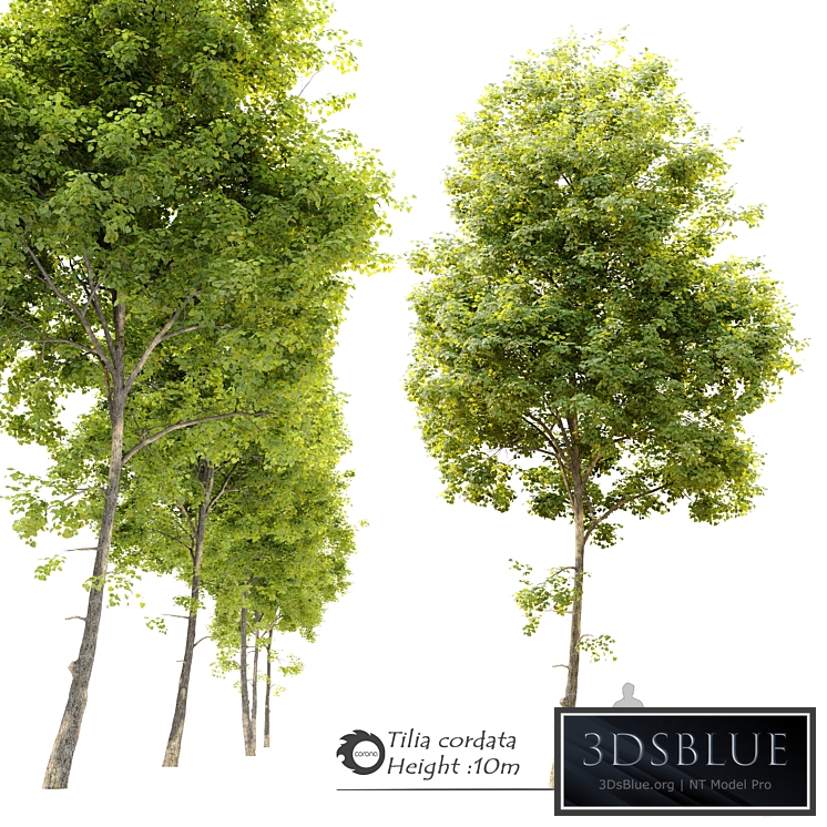 Tilia cordata (Linden) tree