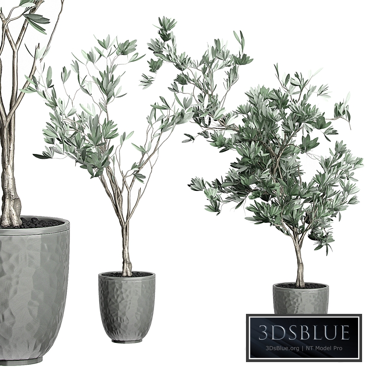 Flower Pack 122 - Olive Tree