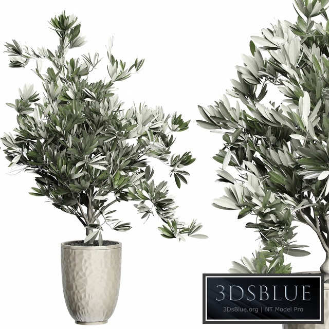 Flower Pack 123 - Olive Tree
