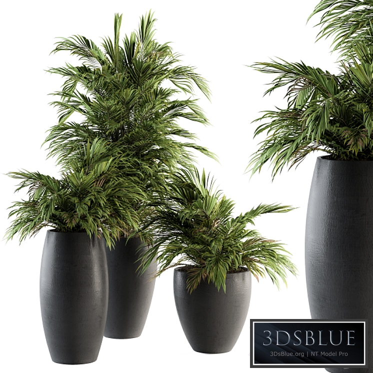 Indoor Plant Set 88 - Tropical