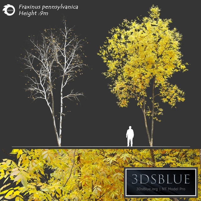 Fraxinus pennsylvanica (Ash tree)