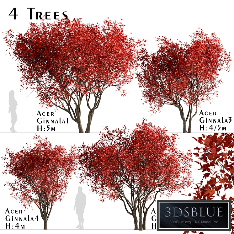 Set of Acer Ginnala Trees (Amur Maple) (4 Trees)