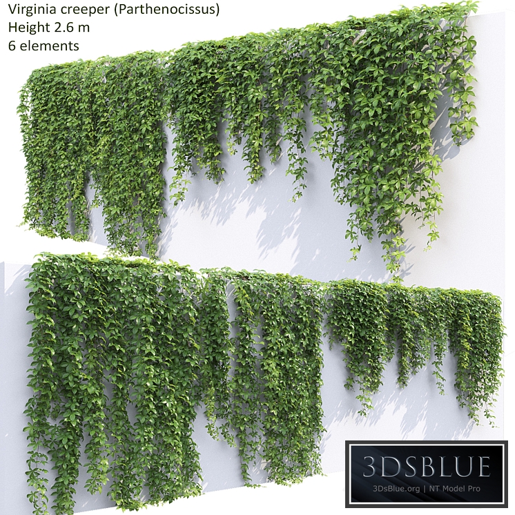 Virginia creeper