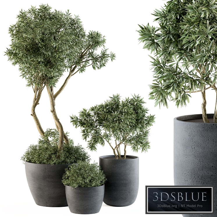 Outdoor Plants Tree in pot - Set 90
