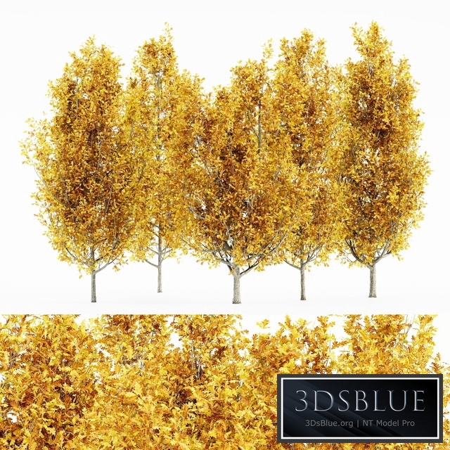 Cypress Oak_Fall 5 tree