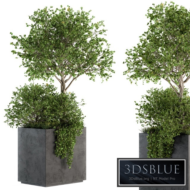 Outdoor Plants in Concrete Plant Box - Set 93