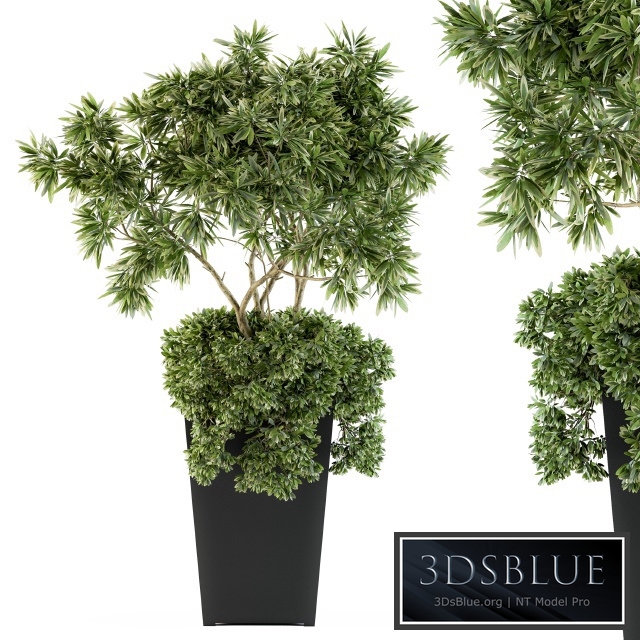 indoor Plant Set 96 - olive