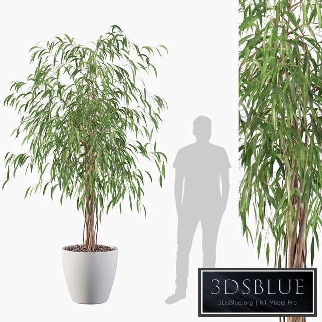 Plants collection 075 - ficus ali