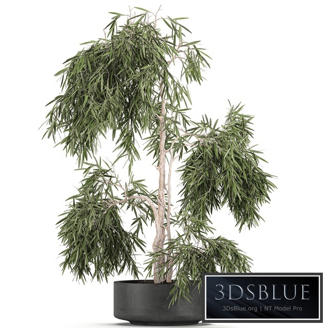 Plant decorative tree 733. Oliva, concrete flowerpot, outdoor flowerpot, topiary, decorative