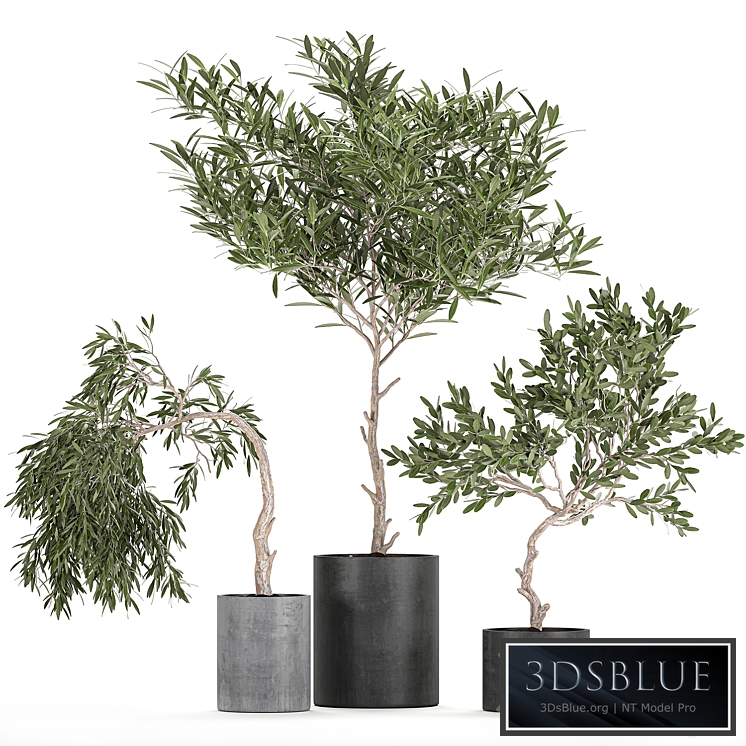 Plant collection decorative tree 734. Oliva, concrete flowerpot, outdoor flowerpot, topiary, decorative