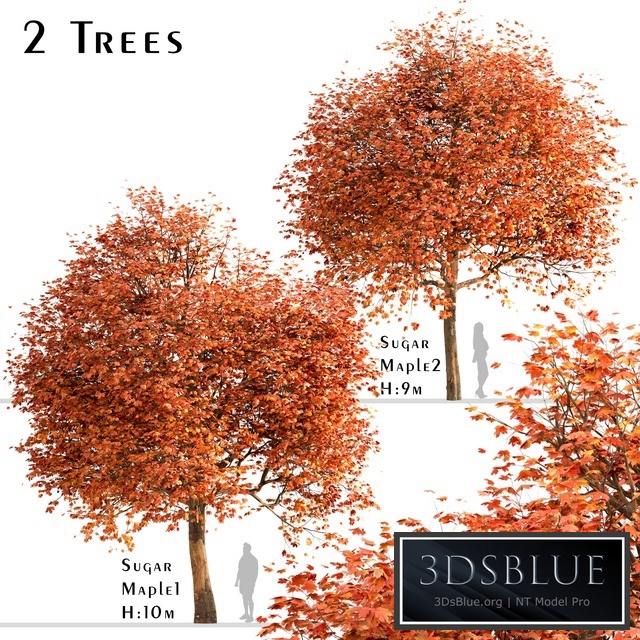 Set of Sugar Maple Trees (Acer Saccharum) (2 Trees)