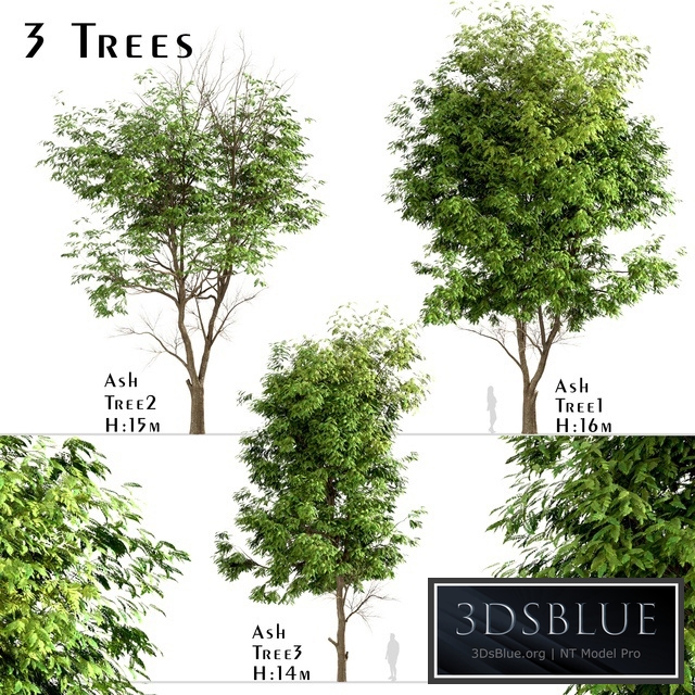 Set of Ash Trees (Fraxinus) (3 Trees)