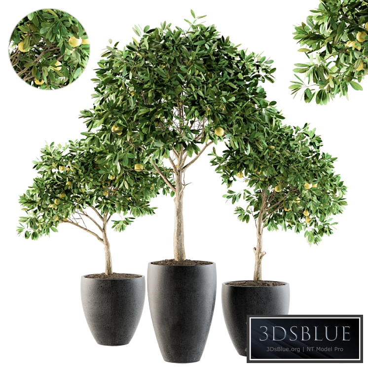 Outdoor Plants lemon tree - Set 97