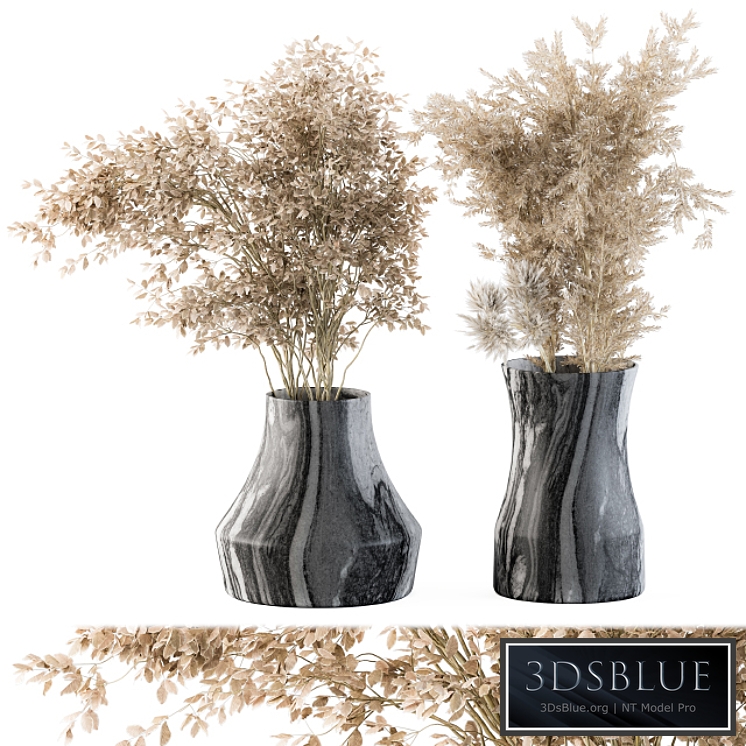 Dry plants 43 - Dried Plant Pampas