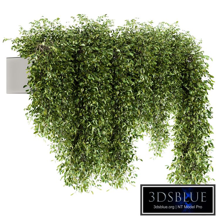 indoor Plant Set 98 - Hanging Plants