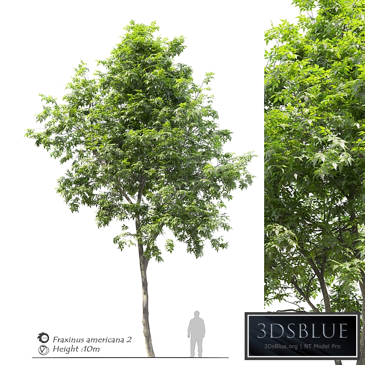 Fraxinus americana (White ash) 2