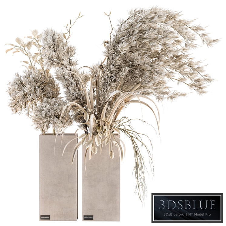 Dry plants 39 - Dried Plant Pampas