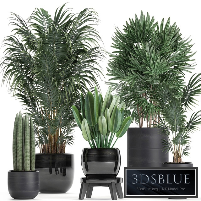 Plant collection 738. Palm tree, Rhapis, strelitzia, black flowerpot, luxury, interior, indoor, office plants, flower