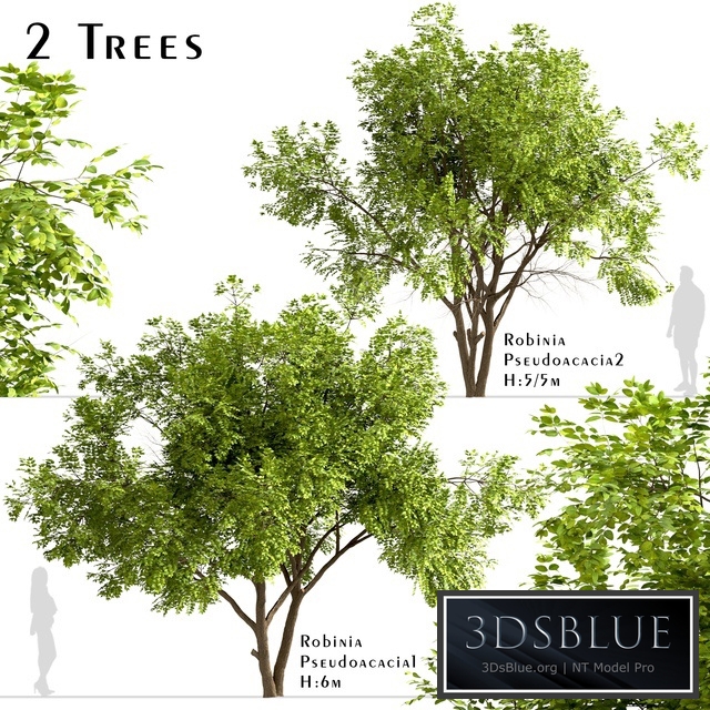 Set of Robinia Pseudoacacia Trees (Black Locust) (2 Trees)