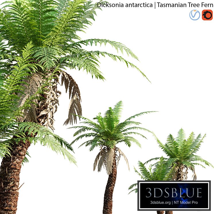 Dicksonia antarctica - Tasmanian Tree Fern - 01