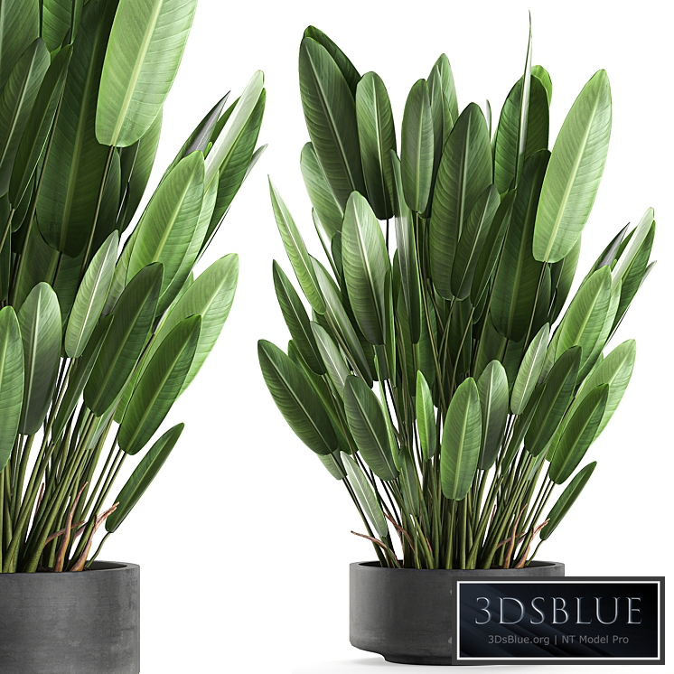 Plant collection 740. strelitzia, concrete pot, outdoor flowerpot, thickets, strelitzia, bush, outdoor