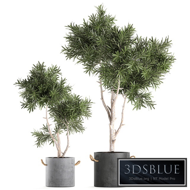 Plant collection 741. decorative tree, concrete pot, outdoor flowerpot, interior, small tree, topiary